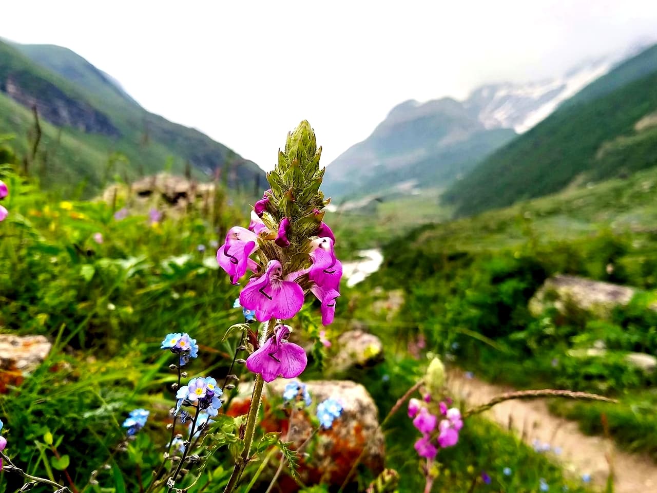 Valley of Flowers & Hemkund Trek